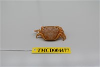 藏品(絨毛近方蟹)的圖片